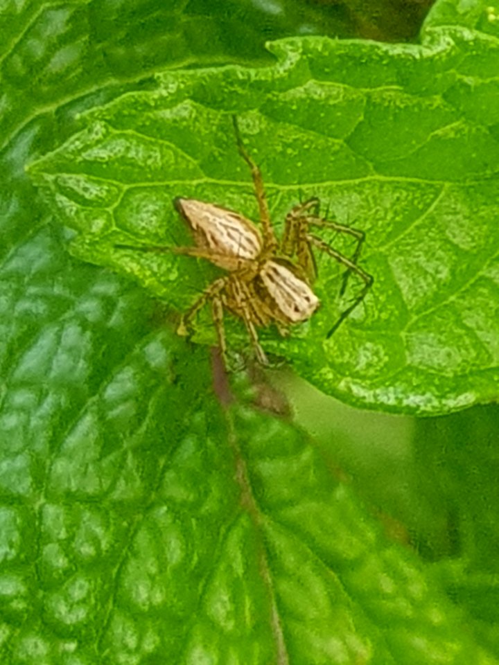 Oxyopes gracilipes 58310034