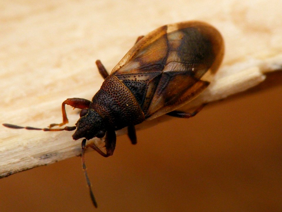 Oxycarenus modestus - KierscheWieden20150308 39