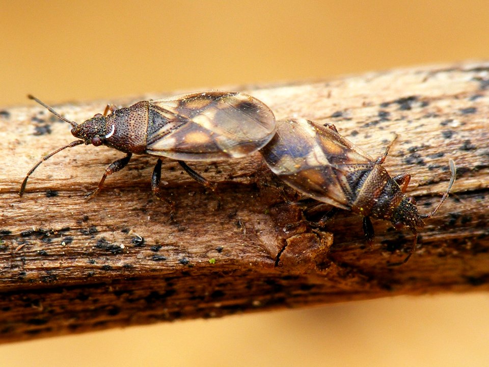 Oxycarenus modestus - KierscheWieden20150308 25