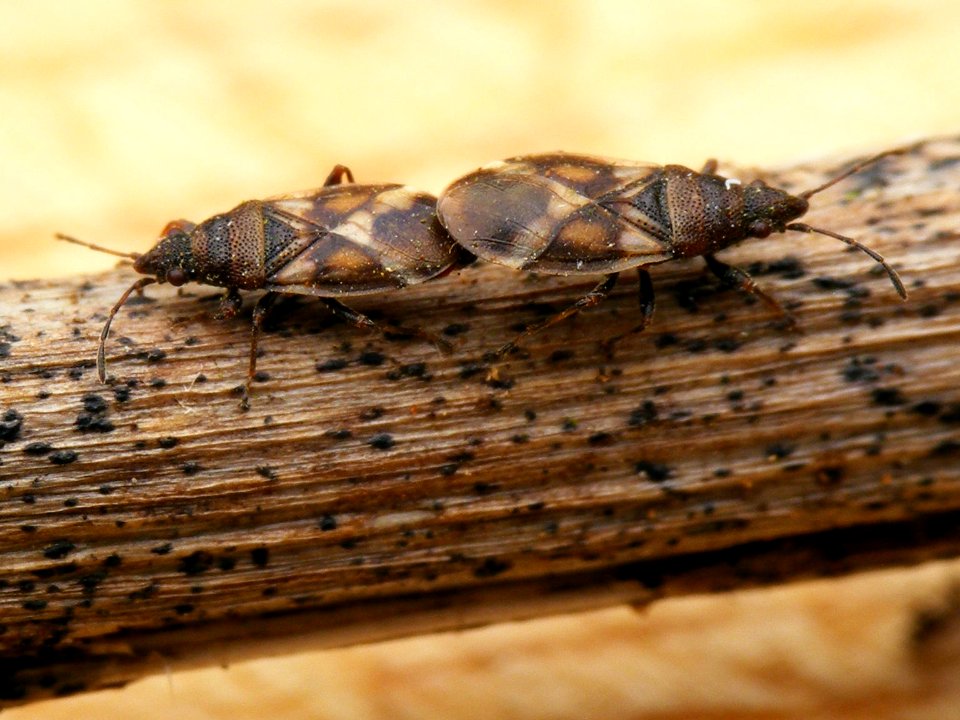 Oxycarenus modestus - KierscheWieden20150308 36