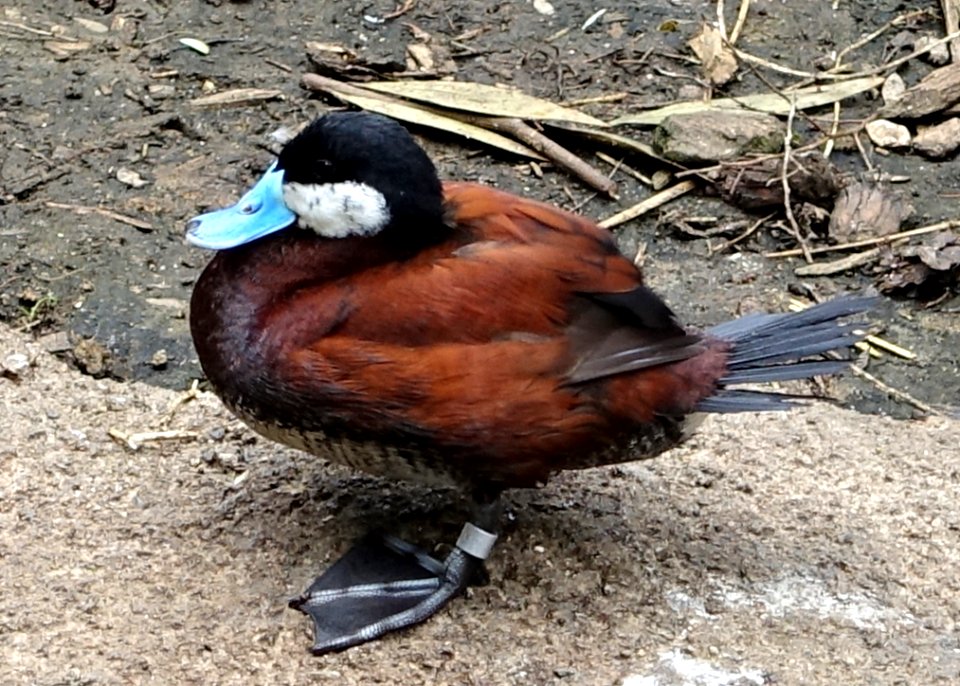 Oxyura jamaicensis - San Francisco Zoo - San Francisco, CA - DSC03868