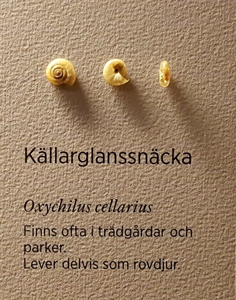 Oxychilus cellarius Gothenburg