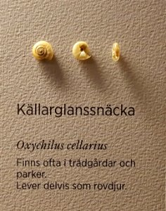 Oxychilus cellarius Gothenburg