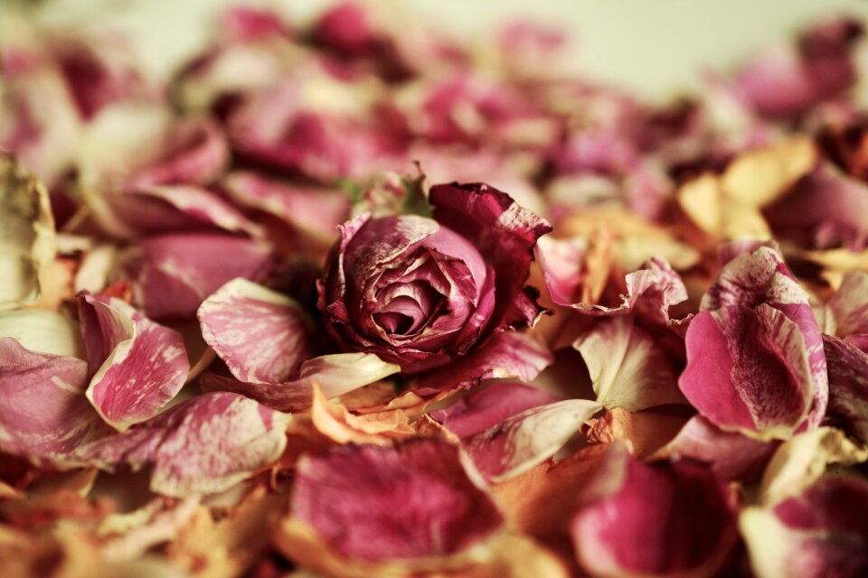Fragrances petals withered
