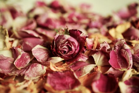 Fragrances petals withered