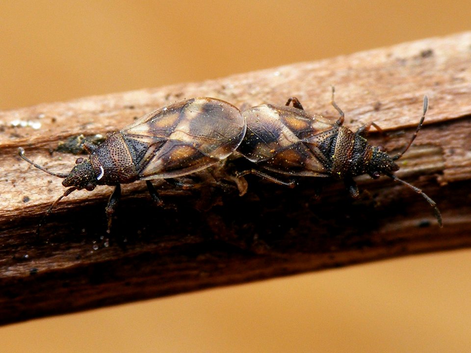 Oxycarenus modestus - KierscheWieden20150308 05
