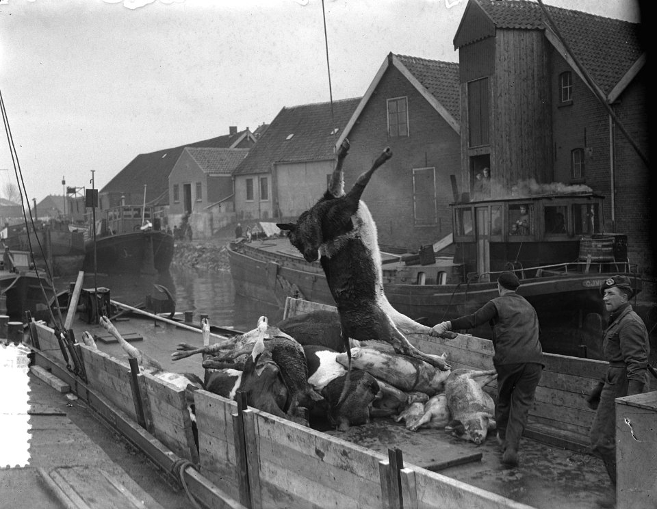 Overstroming 's-Gravendeel . Inladen kadavers, Bestanddeelnr 905-5225