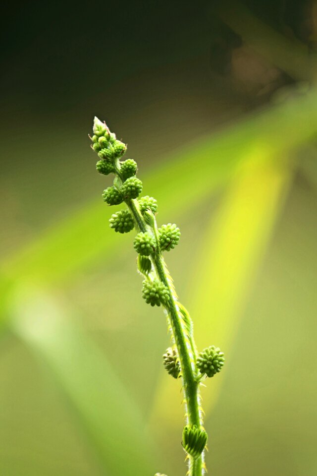 Dormilones shy plant mimosa
