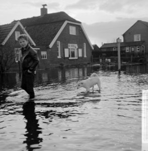Overstroming in de Gelderse Vallei een jongen met zijn hond wadend door het wat, Bestanddeelnr 918-5509