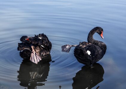 Swan lake black swan photo