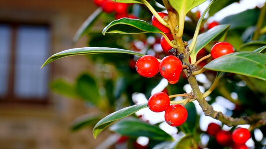 Plants fruit nature