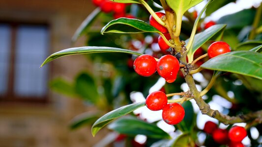 Plants fruit nature photo