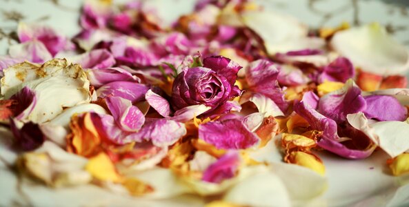 Fragrances petals withered