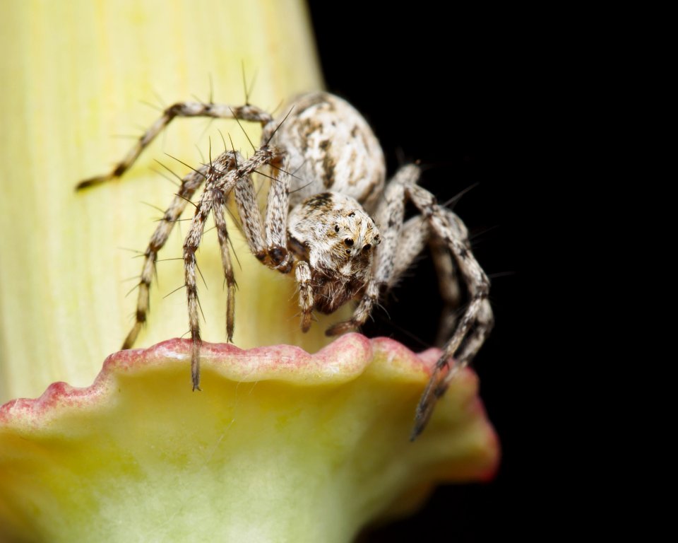 Oxyopes scalaris, Western Lynx Spider, Kern 2017-04-04
