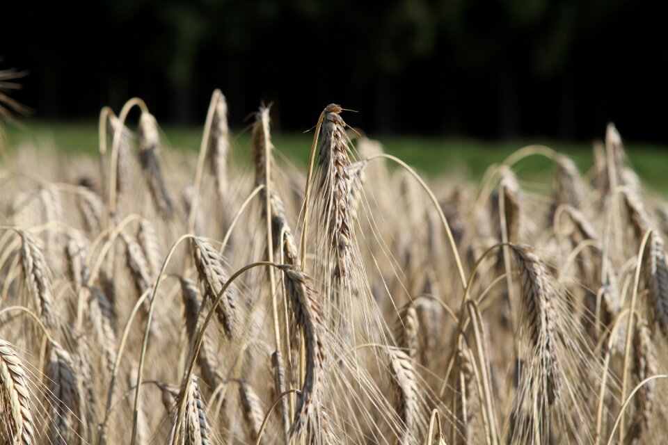 Cereals wheat field