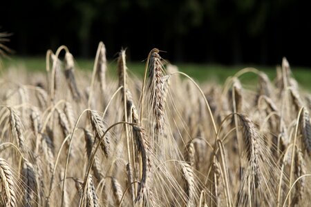 Cereals wheat field photo