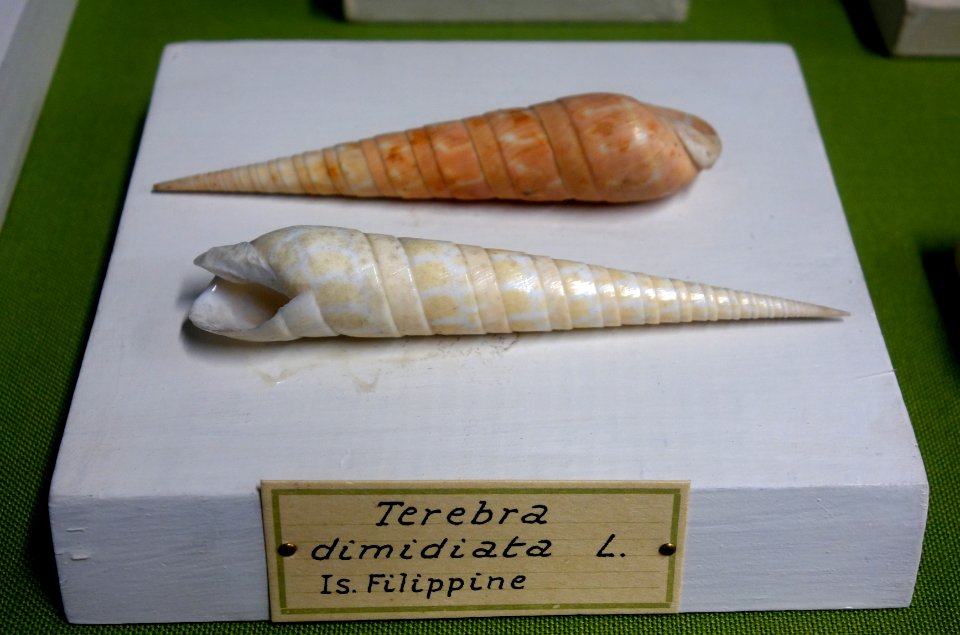 Oxymeris dimidiata (Terebra dimidiata) - Museo Civico di Storia Naturale Giacomo Doria - Genoa, Italy - DSC03253