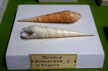 Oxymeris dimidiata (Terebra dimidiata) - Museo Civico di Storia Naturale Giacomo Doria - Genoa, Italy - DSC03253