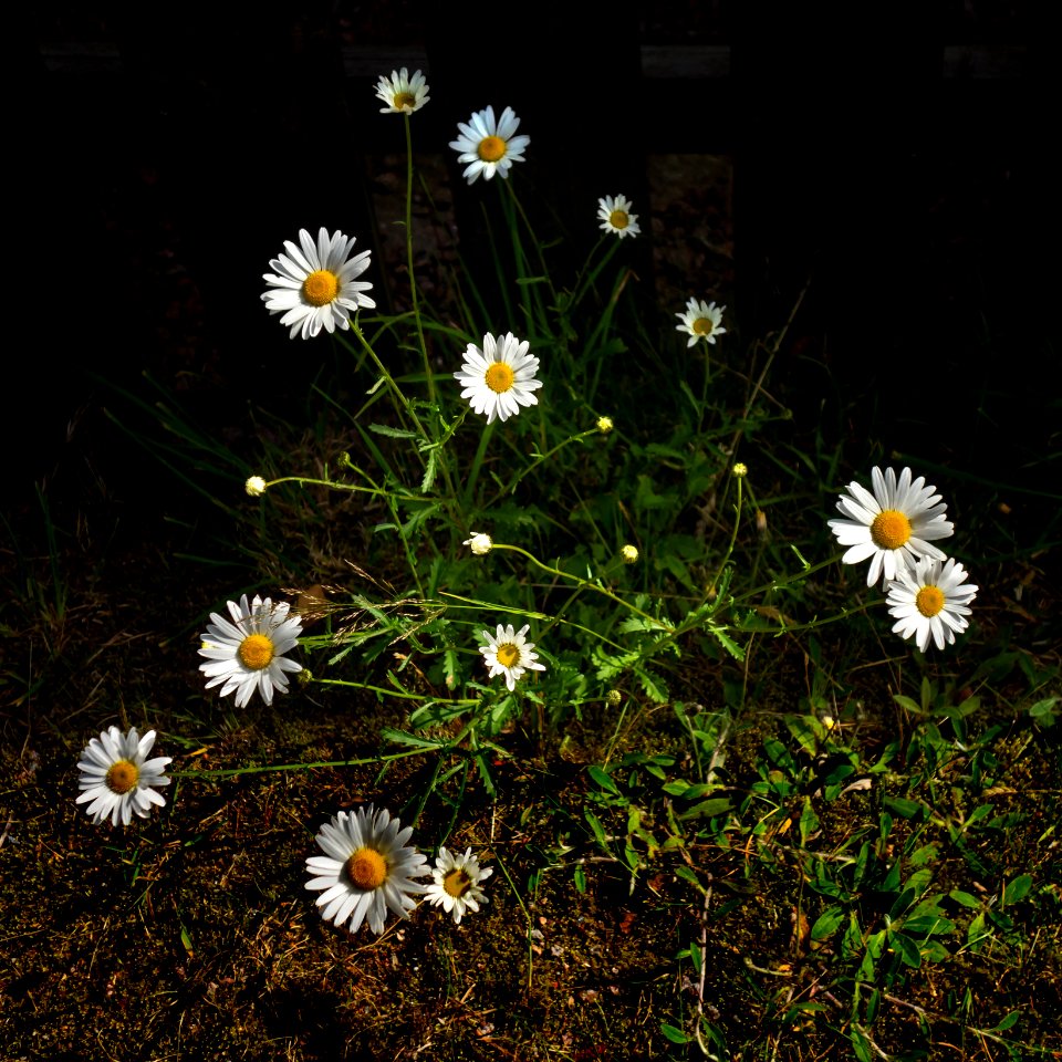 Oxeye daisies in Lahälla