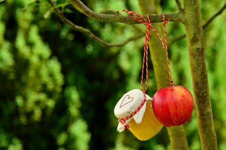 Jar garden fruit