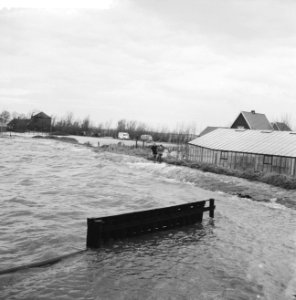 Overstroming in Rijnsaterswoude, overstroomde kwekerij, Bestanddeelnr 911-8425
