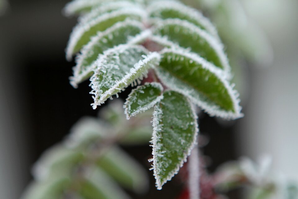Frozen autumn hoarfrost