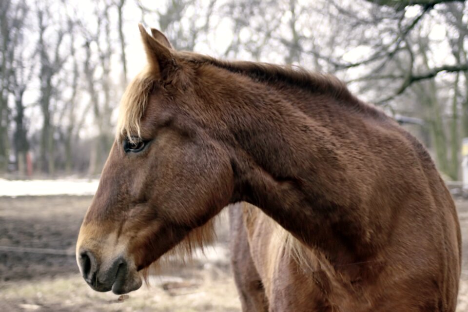 Brown horse horse head animal