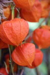 Plant andes berry orange