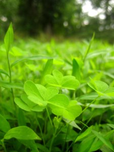 Oxalis stricta leaves