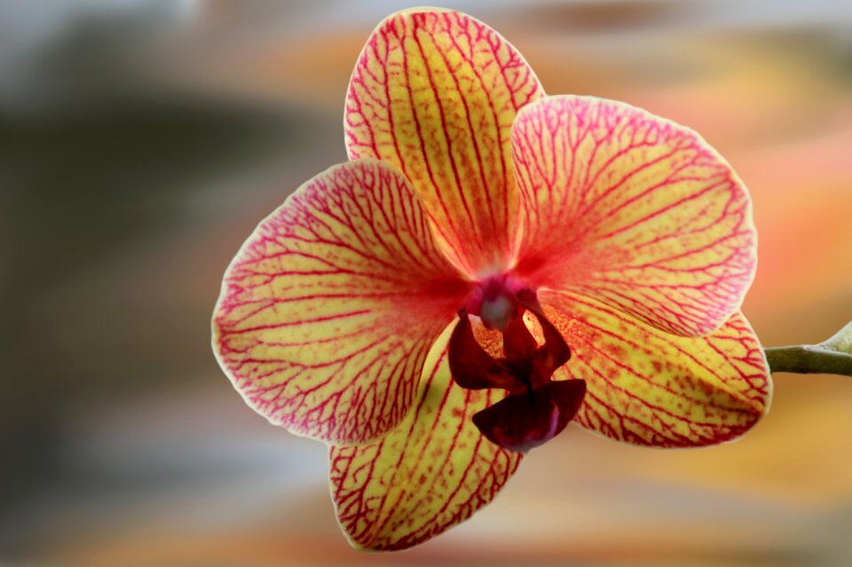 Bloom orchid filigree