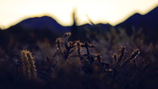 Prickly nature plant