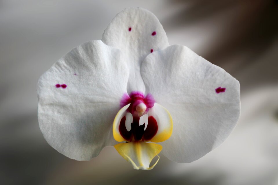 Bloom orchid filigree