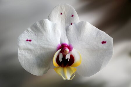 Bloom orchid filigree