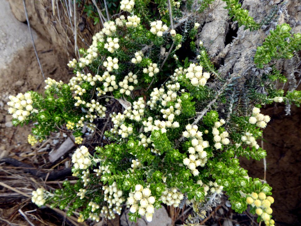 Ozothamnus leptophyllus by Peter de Lange