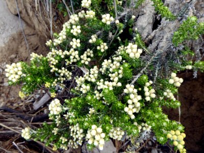 Ozothamnus leptophyllus by Peter de Lange
