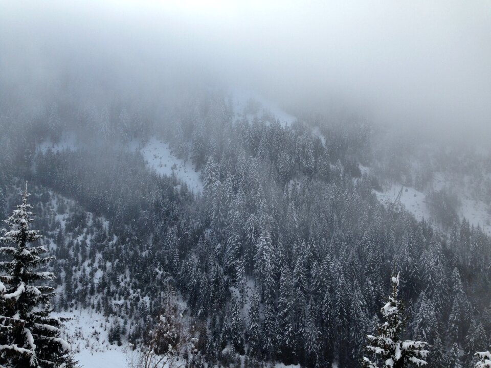 Evergreen trees winter spruce