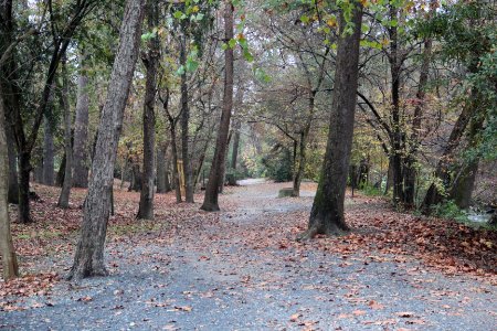 Oxbo Trail, Roswell, GA Nov 2017 1