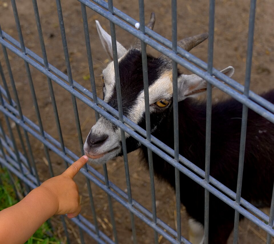 Small child small hand farm