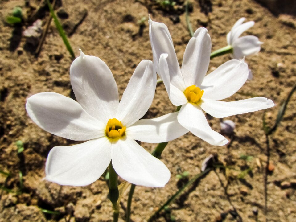 Blossom petal nature