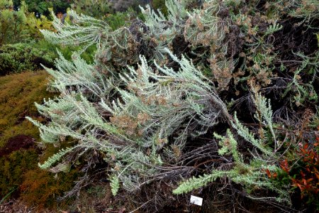 Ozothamnus turbinatus - UC Santa Cruz Arboretum - DSC07521