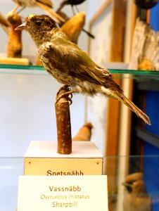 Oxyruncus cristatus - Swedish Museum of Natural History - Stockholm, Sweden - DSC00641