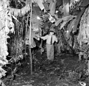 Overste Boogh tussen de bananenbomen op de voormalige Jodensavanna aan de Surina, Bestanddeelnr 252-6934