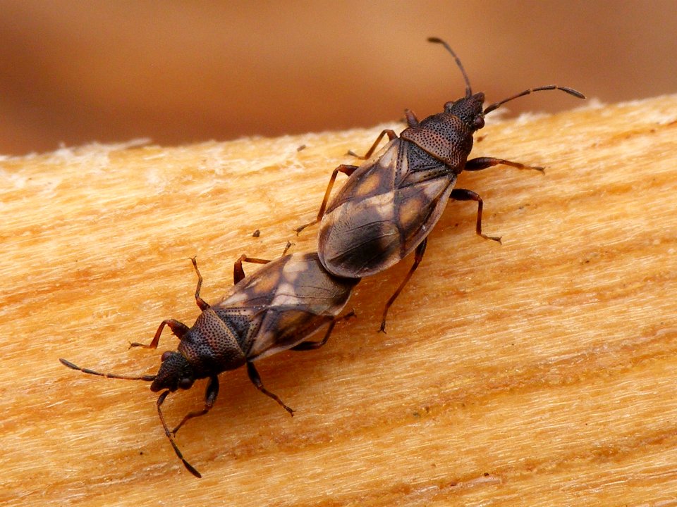 Oxycarenus modestus - KierscheWieden20150308 57