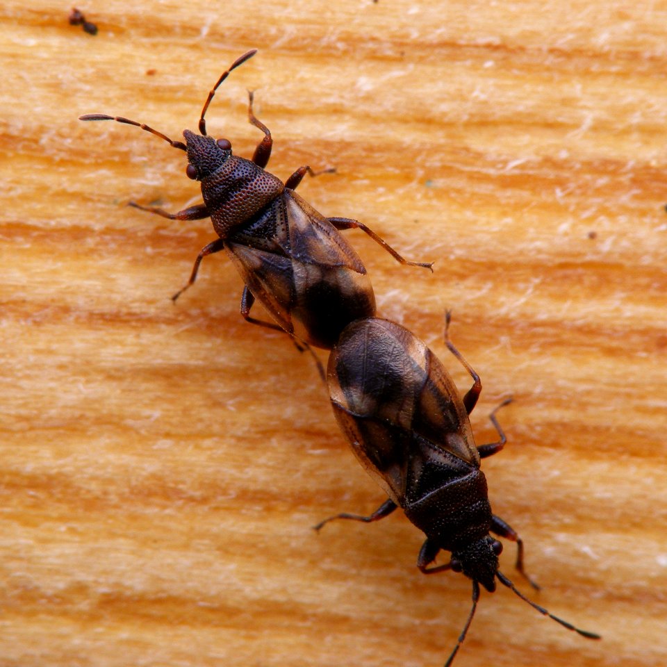 Oxycarenus modestus - KierscheWieden20150308 62