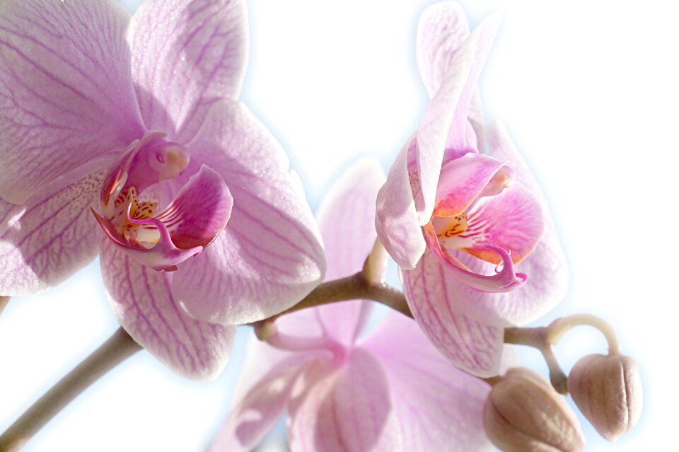 Close up blossom bloom
