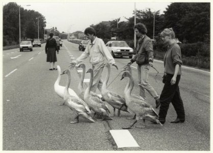 Overstekende zwanen op de Westelijke Randweg ter hoogte van de Kleverlaan. NL-HlmNHA 54023617