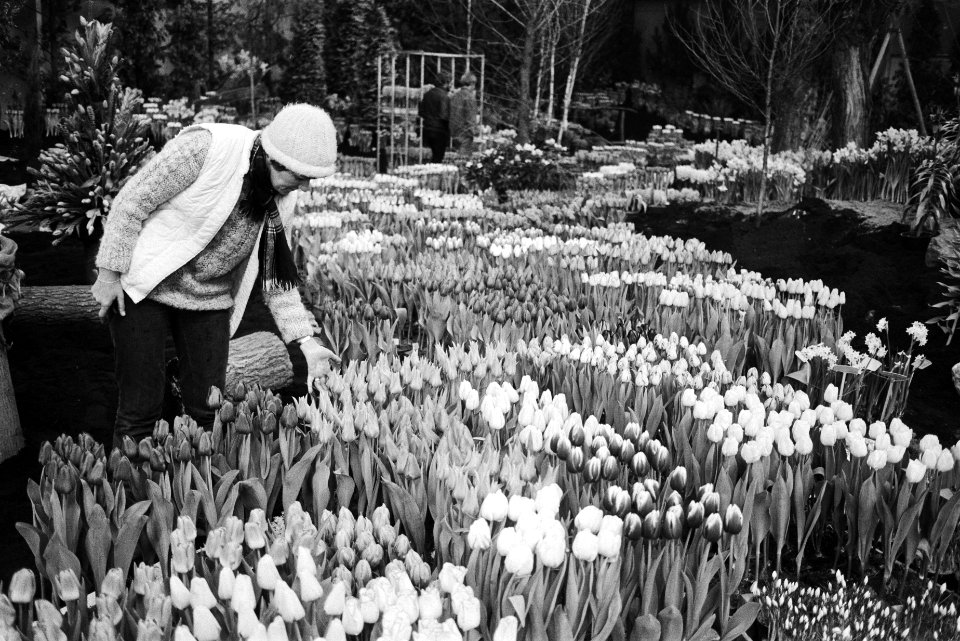 Overzicht van de 50e Westfriese Flora in Bovenkarspel in 1983, Bestanddeelnr 932-5031