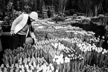 Overzicht van de 50e Westfriese Flora in Bovenkarspel in 1983, Bestanddeelnr 932-5031