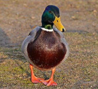 Winter water bird bird