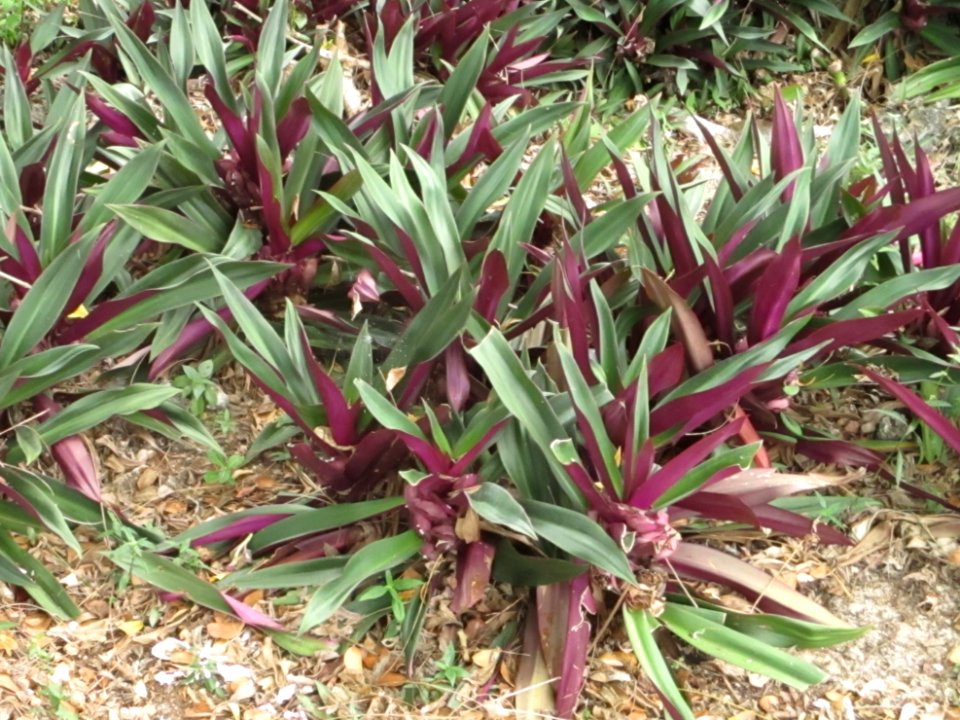 Oyster plant (Tradescantia spathacea) ButonIsland